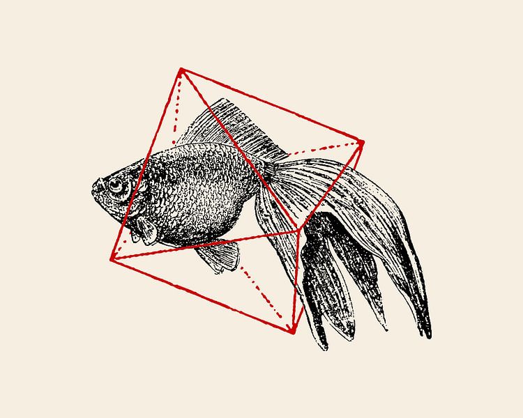 Poissons en géométrie Nº3 par Florent Bodart
