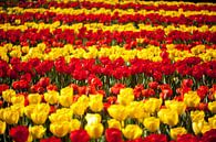 Gele en rode tulpenbed van Ad van Geffen thumbnail