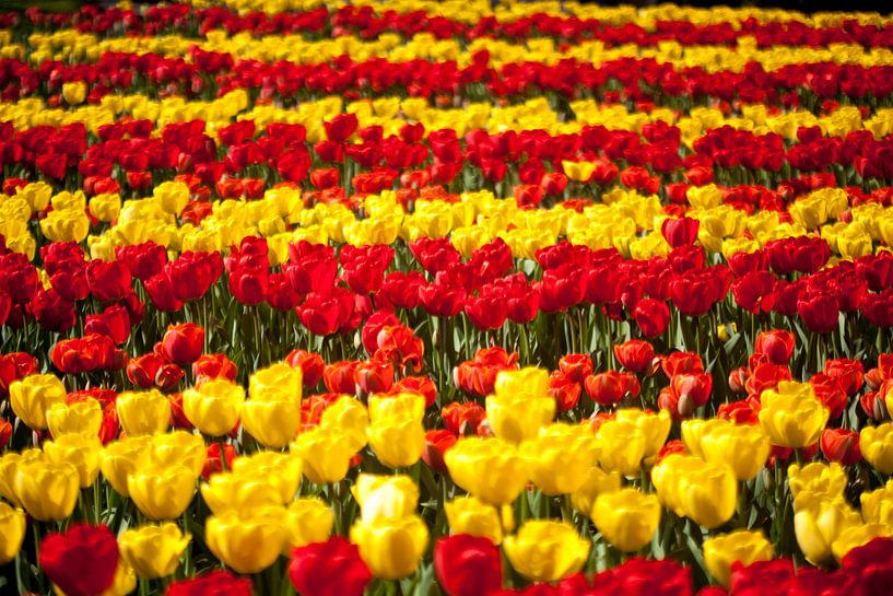 Gele en rode tulpenbed van Ad van Geffen