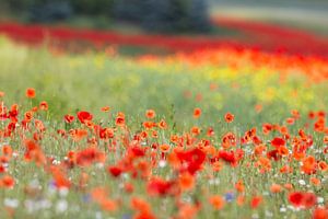 petit champ de coquelicots à la périphérie de Chemnitz