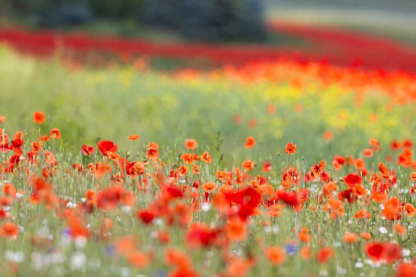 Small poppy field on the edge of Chemnitz by Daniela Beyer