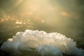 Hair Ice or Frost Beard on a piece of dead wood in a forest by Sjoerd van der Wal Photography
