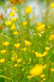 gelbe Blumen in einem grünen Feld