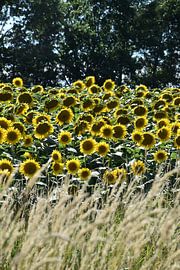 Ein Feld mit Sonnenblumenblüten im Sommer von Claude Laprise