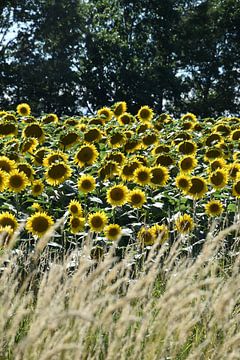 A field of sunflower flowers in summer by Claude Laprise