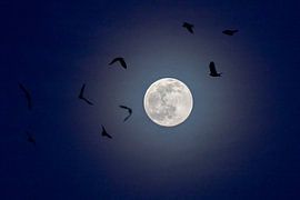 Supermond mit Krähen um ihn herum von Michelle Peeters