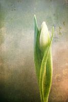 tulp fantasy