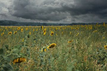 Zonnebloem op een zonnebloemveld van Martin Köbsch