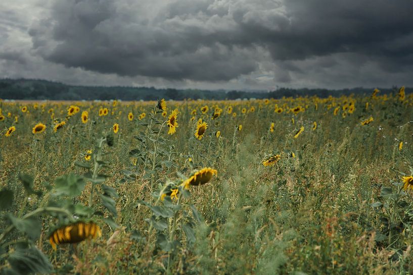 Sunflower on a sunflower field by Martin Köbsch