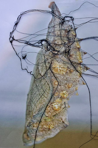 'Lady Cocoon' - Woman made of wire. by Kim Rijntjes