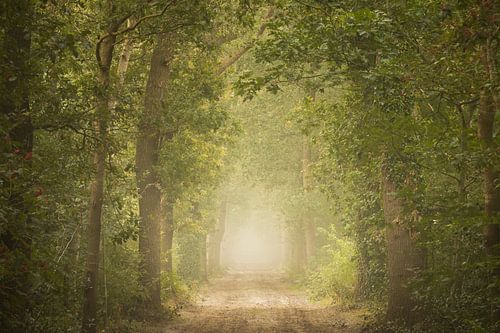 A dirt track with trees in the mist