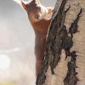 Rotes Eichhörnchen von Rosalie van der Bok