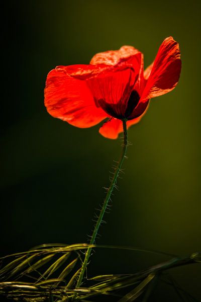 Mohnblume von Frans Scherpenisse