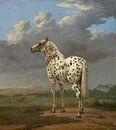 The "Piebald" Horse, Paulus Potter by Masterful Masters thumbnail