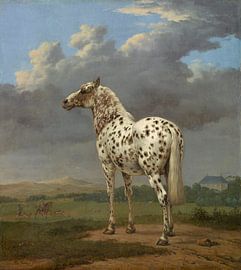 Het bonte paard, Paulus Potter