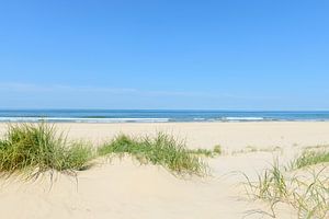 Dunes at the beach with Beachgrass during a beautiful summer day at the North Sea beach in Holland.