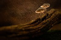 Champignons sous la pluie