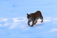 Lynx in de sneeuw van Antwan Janssen thumbnail