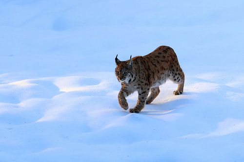 Lynx in de sneeuw
