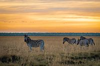 Zebras