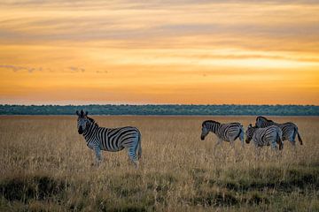 Zebras by Theo van Woerden