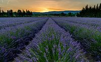 Lavender field at sunrise
