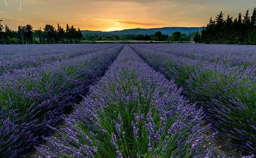 Lavendelfeld bei Sonnenaufgang