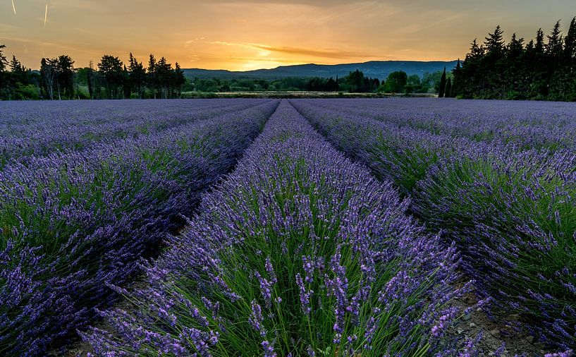 Lavendelfeld bei Sonnenaufgang von Jacques Jullens
