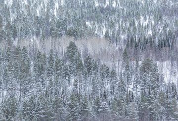 Besneeuwde bomen in Noorwegen