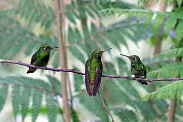 Hummingbirds by Antwan Janssen