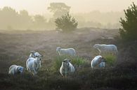 Moutons des landes de la Campine par jowan iven Aperçu