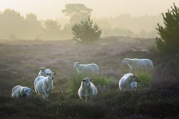 Moutons des landes de la Campine sur jowan iven