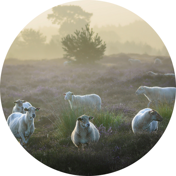 Kempisch heideschaap van jowan iven