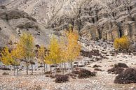 Gele bomen tijdens de herfst in de Himalaya | Nepal van Photolovers reisfotografie thumbnail