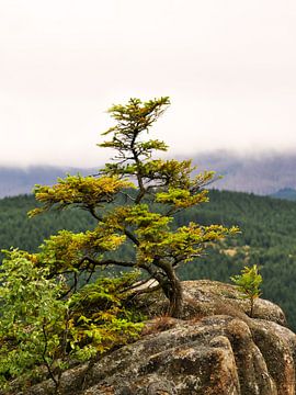 Rabenklippe im Harz von Jörg Hausmann