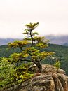 Rabenklippe im Harz von Jörg Hausmann Miniaturansicht