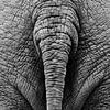 Queue d'éléphant noir et blanc sur Bart van Dinten