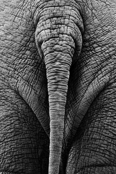 Elefantenschwanz schwarz und weiß von Bart van Dinten