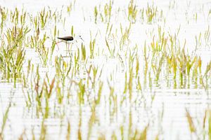 Steltkluut in het groen van Danny Slijfer Natuurfotografie