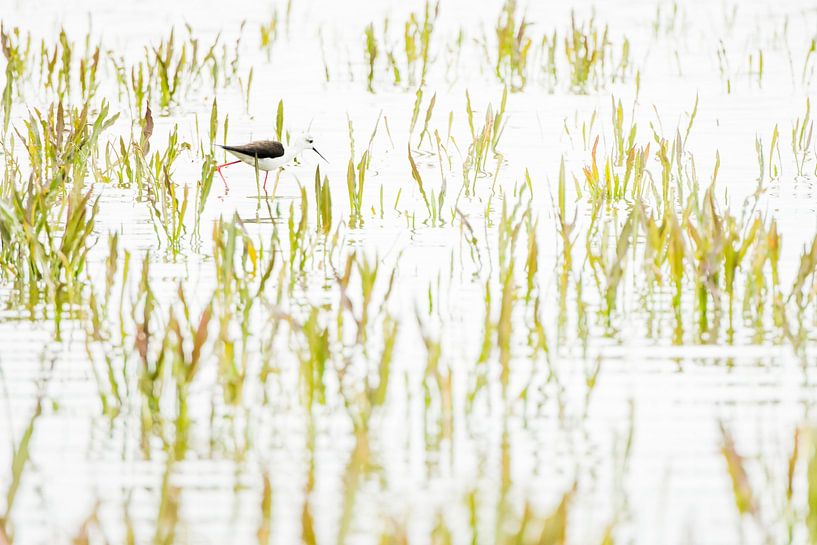 Pied piper in the green by Danny Slijfer Natuurfotografie