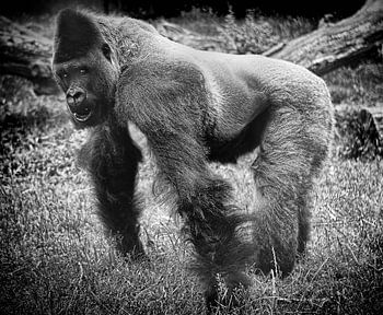 Silberrücken-Gorilla