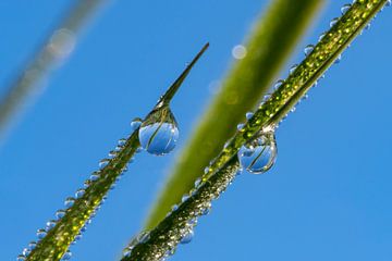 Druppels in het blauw