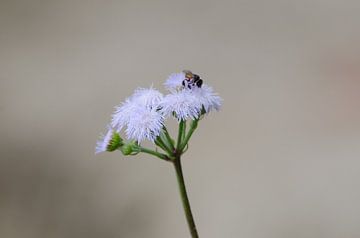 Lila bloem met insect van Maurits Kuiper
