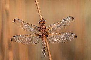Brauner Maiskolben (echte Libelle), mit Tautropfen.