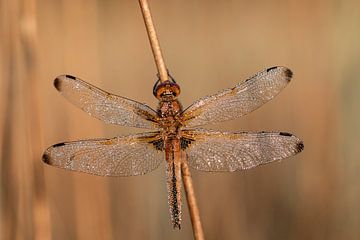 Bruine korenbout (echte libelle), met dauwdruppels. van Janny Beimers