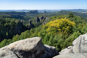 Aussicht vom Carolafelsen. Sandsteine und Wald 2
