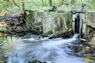 Waterloopbos  van Frouwkje Fotografie thumbnail