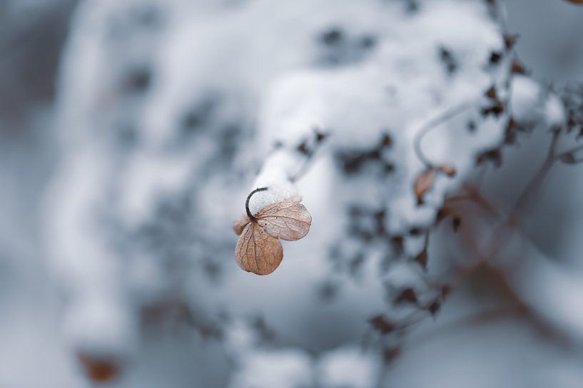 Blumen Teil 45 von Tania Perneel