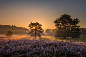 Sunrise at Brunssummer Heide / Heather Landscape