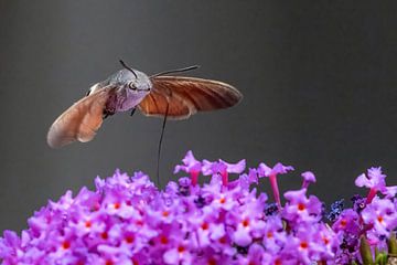 Papillon colibri (Macroglossum stellatarum) sur Michelle Peeters